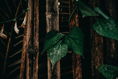 Close-up of plants growing against trees