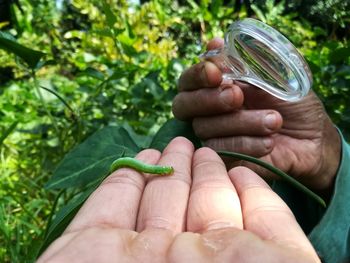 Close-up of man holding leaf