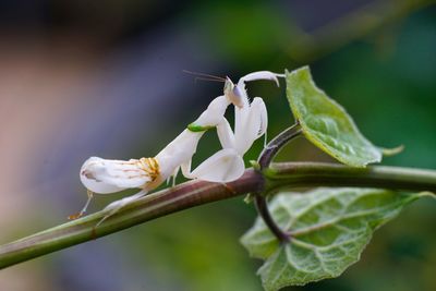 Close-up of insect on plant