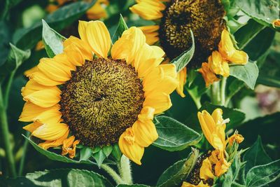 Close-up of sunflower