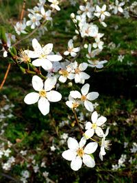 Close-up of white flowers blooming outdoors