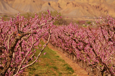 Pink cherry blossoms on field