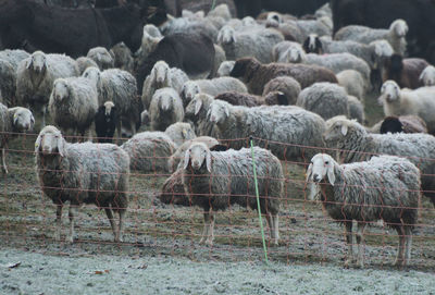 View of sheep in farm