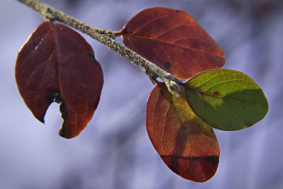 Close-up of autumn leaves on branch