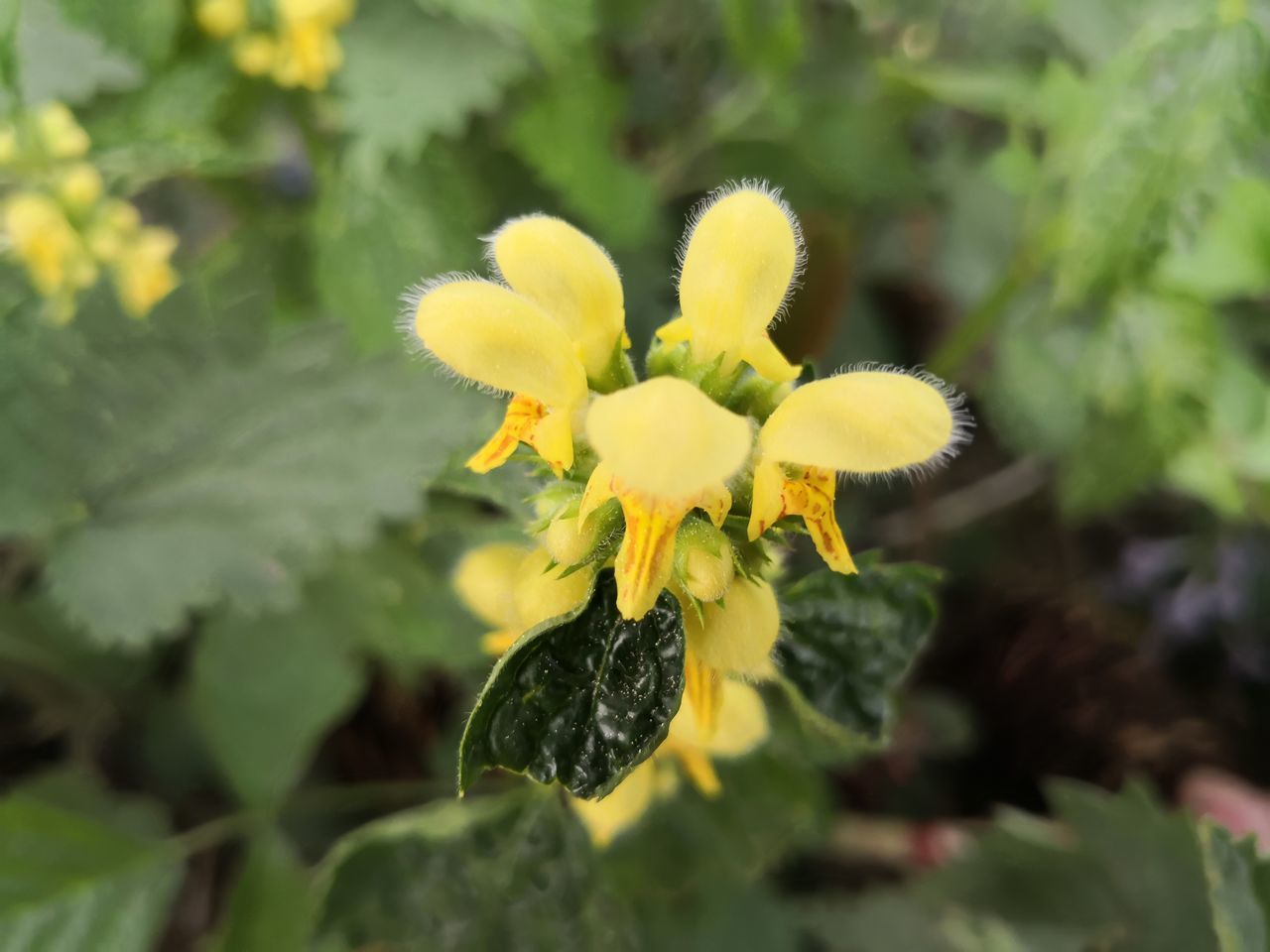 CLOSE-UP OF YELLOW FLOWER