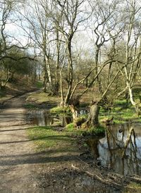 Pathway by bare trees in forest