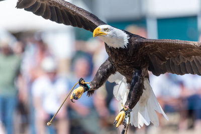 Close up of a bald eagle flying infront of a crowd of people in a falconry demonstration.