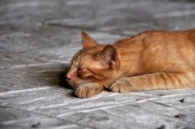 Close-up of cat sleeping on footpath