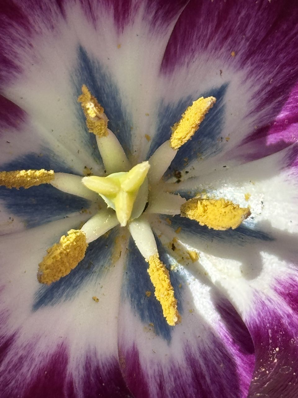 flower, flowering plant, plant, close-up, macro photography, yellow, freshness, beauty in nature, fragility, flower head, inflorescence, growth, petal, purple, backgrounds, pollen, nature, full frame, no people, blossom, macro, abstract, extreme close-up, stamen, plant stem, multi colored, pink, botany, outdoors, pattern