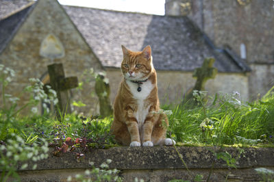 Cat sitting in graveyard