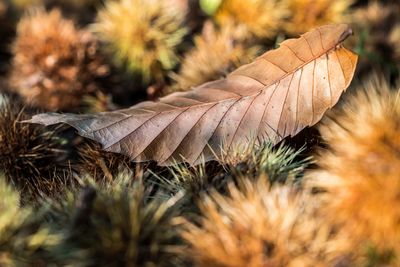Close-up of dry maple leaf on grass