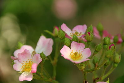 Close-up of pink flowering plant