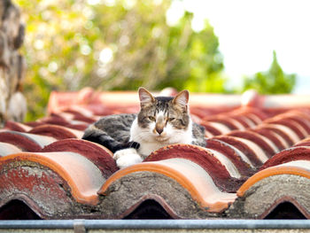 Close-up portrait of cat