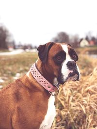 Boxer girl 