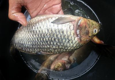 Close-up of person hand holding fish