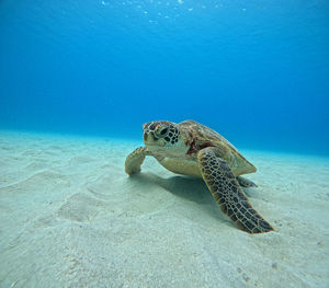 Turtle swimming in sea