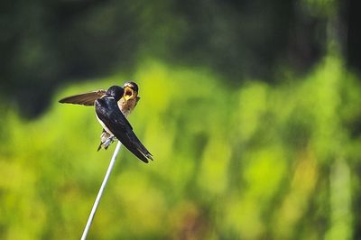 Bird flying over a blurred background