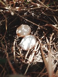 High angle view of eggs in nest