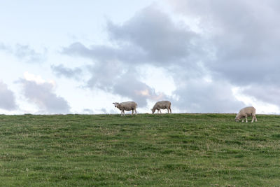 Cows grazing on field against sky