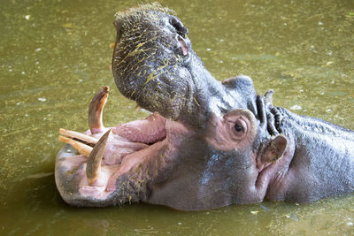 Close-up of the head of hippopotamus