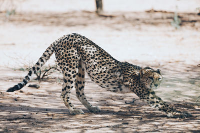 Full length of a cat