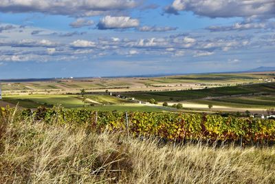 Scenic view of agricultural field against sky