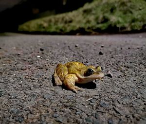 Close-up of frog on rock