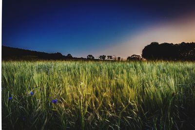 Scenic view of field against clear blue sky