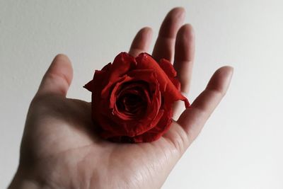 Cropped hand of person holding red rose against wall
