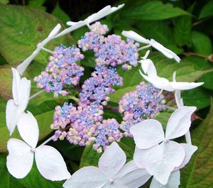 Close-up of purple flowers