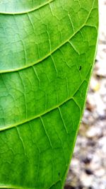 Close-up of water drops on leaf