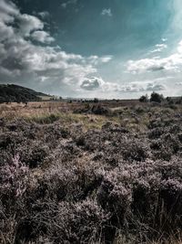 Scenic view of grassy field against sky