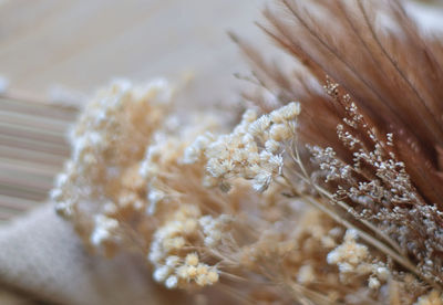 Close-up of snow on plant