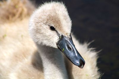 Close-up of swan on lake cygnet 