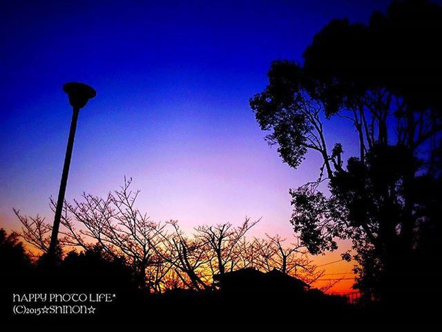 silhouette, tree, sunset, bare tree, beauty in nature, blue, dusk, tranquility, sky, clear sky, tranquil scene, scenics, nature, low angle view, night, growth, branch, illuminated, copy space, outdoors