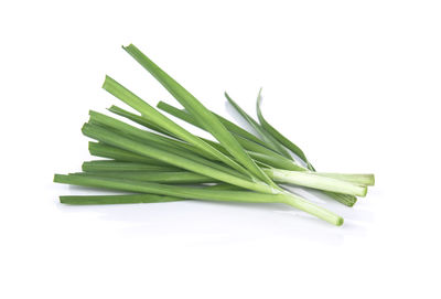 Close-up of leaf against white background