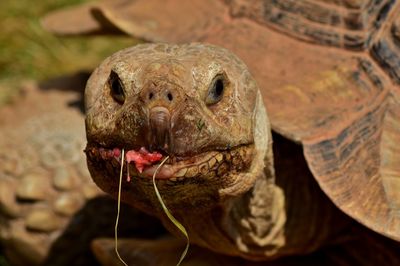 Close-up of turtle 