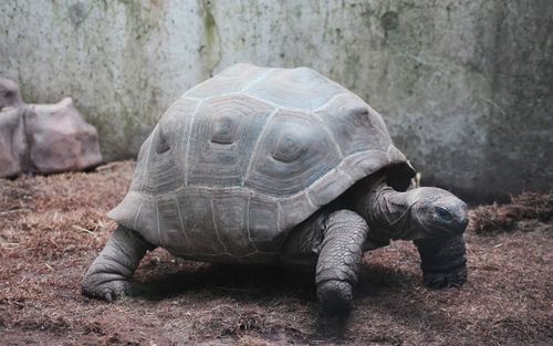 Close-up of turtle on field