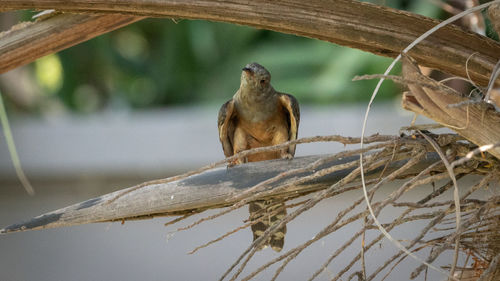 View of bird perching on branch