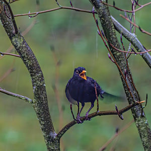Bird perching on branch
