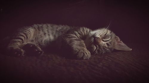 Close-up of cat sleeping