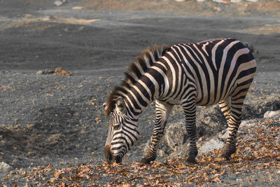 View of zebra standing