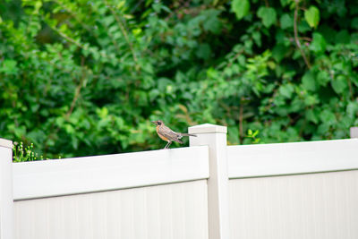 Bird perching on railing against plants