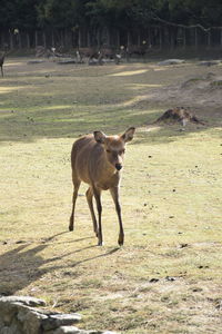 View of a horse on field