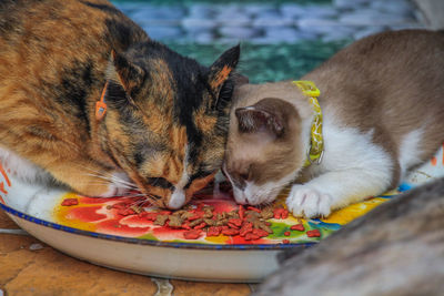 High angle view of dog eating food