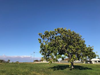 Tree on land against clear blue sky