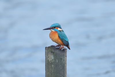 Close-up of bird perching on wooden post