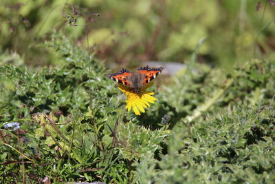 Butterfly fly