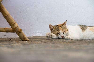 Close-up of cat sleeping on floor