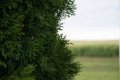 Close-up of tree on field against sky